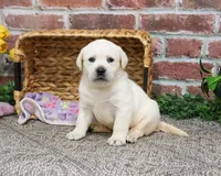 AKC Juni , a female Labrador Retriever for sale in Syracuse, IN – Photo 8 of 10