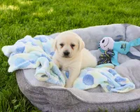 AKC Perseus, a male Labrador Retriever for sale in Syracuse, IN – 3 of 6
