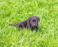 AKC Iridessa , a female Labrador Retriever for sale in Syracuse, IN – 3 of 5