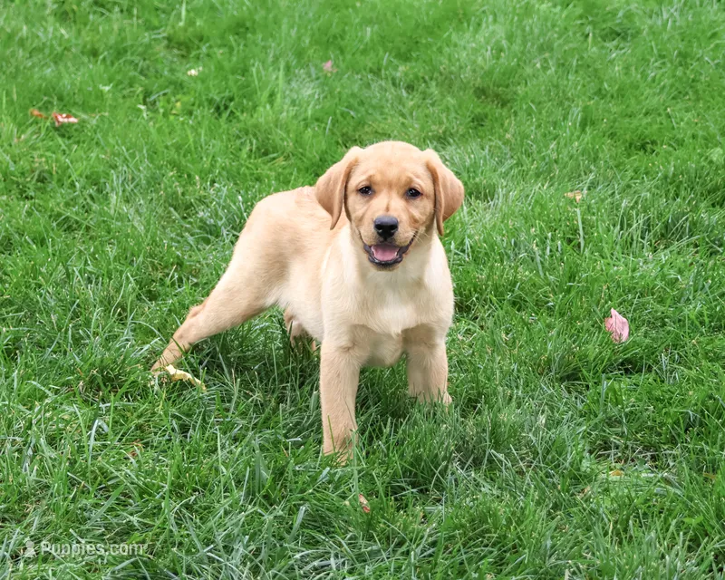 AKC Constance – Labrador Retriever puppy for sale in Syracuse, IN