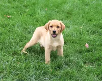 AKC Constance, a female Labrador Retriever for sale in Syracuse, IN – 1 of 5