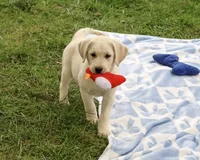 AKC Roger, a male Labrador Retriever for sale in Syracuse, IN – 2 of 5
