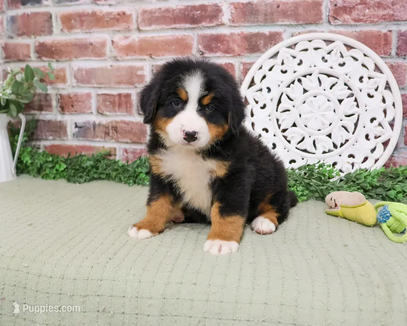 AKC Honor – Bernese Mountain Dog puppy for sale in Syracuse, IN