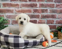 AKC Webber, a male Labrador Retriever for sale in Syracuse, IN – 2 of 9
