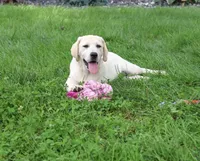 AKC Tinkerbell , a female Labrador Retriever for sale in Syracuse, IN – 3 of 10