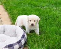 AKC Bucky, a male Labrador Retriever for sale in Syracuse, IN – 5 of 7