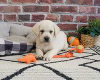 AKC Wilson , a male Labrador Retriever for sale in Syracuse, IN – 6 of 7