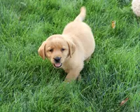 AKC Cheyenne, a female Labrador Retriever for sale in Syracuse, IN – 3 of 6