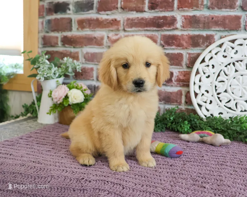 AKD Gabriella – Golden Retriever puppy for sale in Syracuse, IN