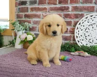 AKD Gabriella, a female Golden Retriever for sale in Syracuse, IN – 1 of 6