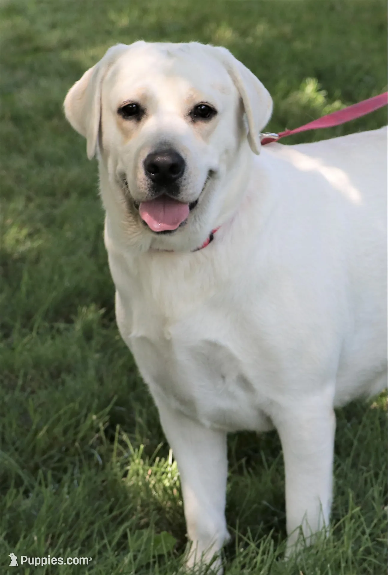 AKC Phineas, a male Labrador Retriever for sale in Syracuse, IN – 6 of 7