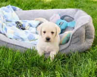 AKC Philbert , a male Labrador Retriever for sale in Syracuse, IN – 4 of 6