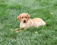 AKC Constance, a female Labrador Retriever for sale in Syracuse, IN – 4 of 5