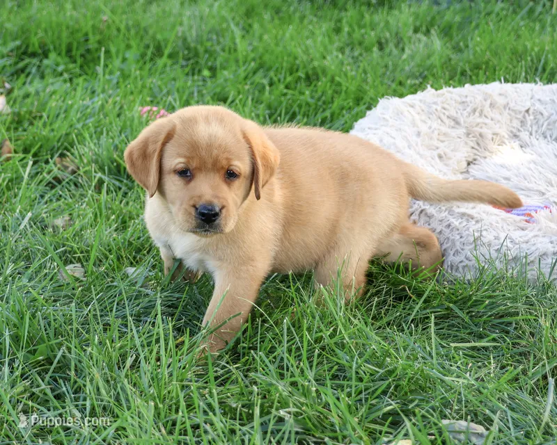 AKC Cheyenne – Labrador Retriever puppy for sale in Syracuse, IN