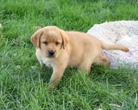 AKC Cheyenne, a female Labrador Retriever for sale in Syracuse, IN – 1 of 6