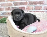 Brooke, a female Labrador Retriever for sale in Syracuse, IN – 4 of 5