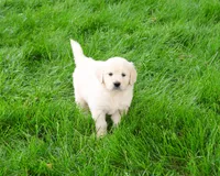 AKC Cecily, a female English Cream Golden Retriever for sale in Syracuse, IN – 6 of 8