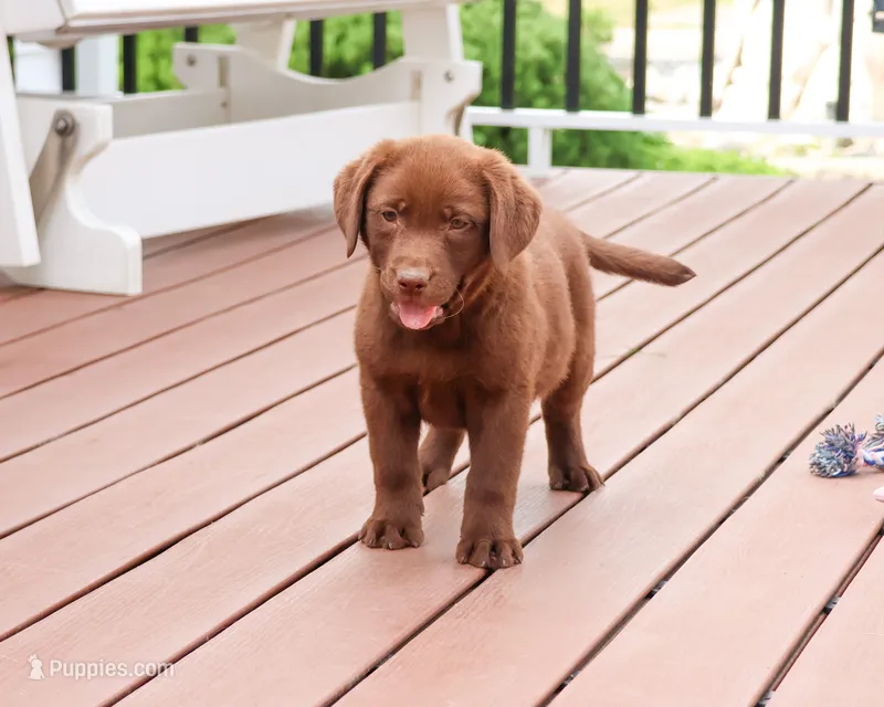 AKC Coco – Labrador Retriever puppy for sale in Syracuse, IN