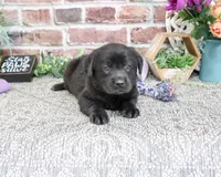AKC Estelle, a female Labrador Retriever for sale in Syracuse, IN – 6 of 6