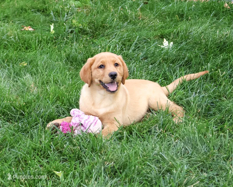 AKC Cristina – Labrador Retriever puppy for sale in Syracuse, IN