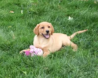AKC Cristina, a female Labrador Retriever for sale in Syracuse, IN – 1 of 6