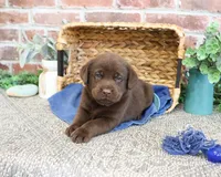 AKC Scott, a male Labrador Retriever for sale in Syracuse, IN – 4 of 5