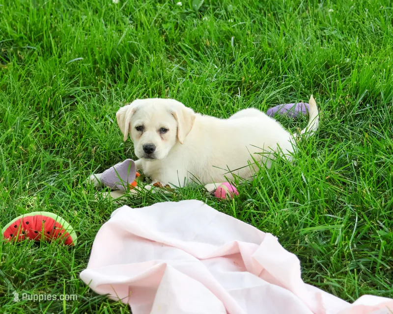 AKC Silvermist  – Labrador Retriever puppy for sale in Syracuse, IN