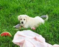 AKC Silvermist , a female Labrador Retriever for sale in Syracuse, IN – 1 of 10
