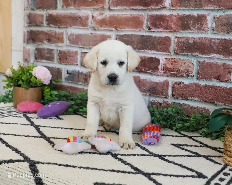 AKC Wanda – Labrador Retriever puppy for sale in Syracuse, IN