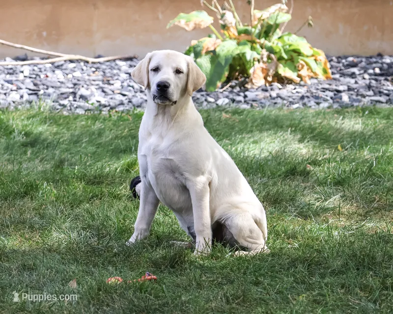 AKC Phineas – Labrador Retriever puppy for sale in Syracuse, IN