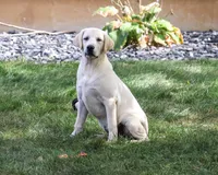 AKC Phineas, a male Labrador Retriever for sale in Syracuse, IN – 1 of 10