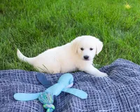 AKC Birch, a male English Cream Golden Retriever for sale in Syracuse, IN – 7 of 7