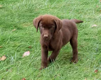 AKC Heath, a male Labrador Retriever for sale in Syracuse, IN – 5 of 9