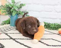 AKC Rafiki , a male Labrador Retriever for sale in Syracuse, IN – 2 of 9