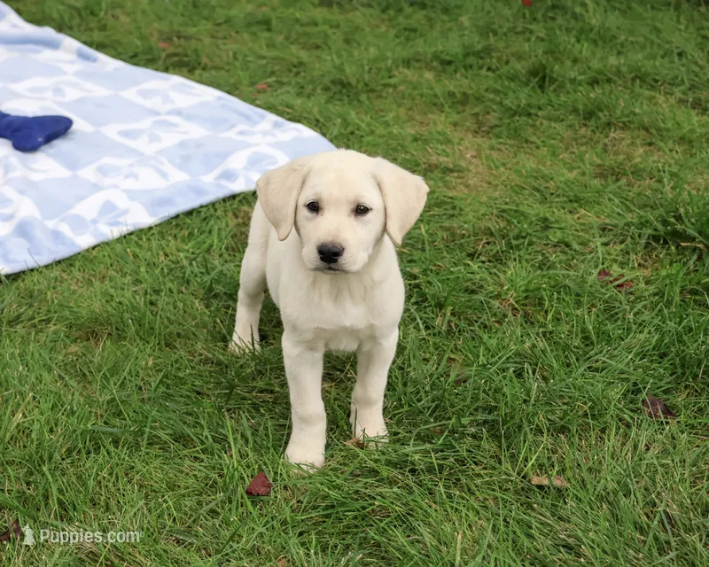 AKC Roger – Labrador Retriever puppy for sale in Syracuse, IN