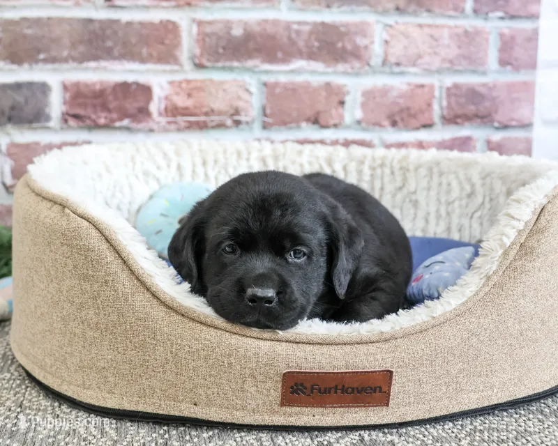 Bean – Labrador Retriever puppy for sale in Syracuse, IN
