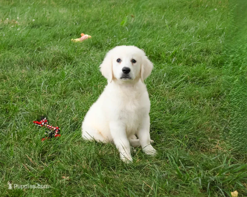 AKC Oak – English Cream Golden Retriever puppy for sale in Syracuse, IN