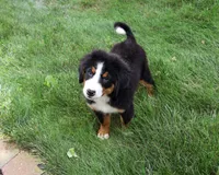 AKC Honor, a male Bernese Mountain Dog for sale in Syracuse, IN – 3 of 10