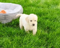 AKC Brody , a male English Cream Golden Retriever for sale in Syracuse, IN – 2 of 7