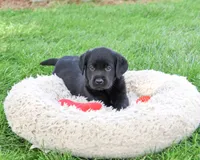 Mario, a male Labrador Retriever for sale in Syracuse, IN – 2 of 5