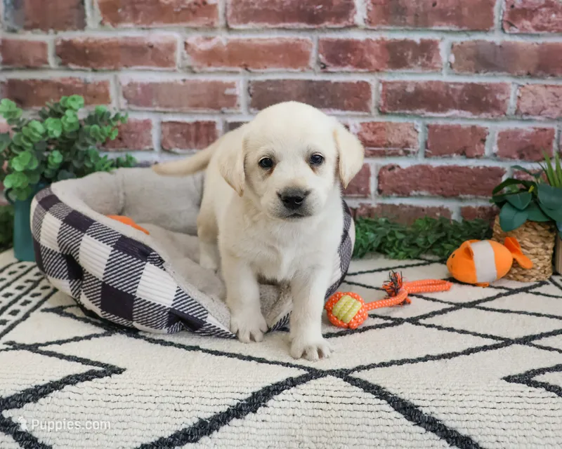AKC Webber – Labrador Retriever puppy for sale in Syracuse, IN