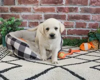 AKC Webber, a male Labrador Retriever for sale in Syracuse, IN – 1 of 9
