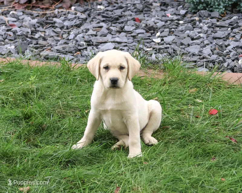 AKC Ranger – Labrador Retriever puppy for sale in Syracuse, IN