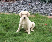 AKC Ranger, a male Labrador Retriever for sale in Syracuse, IN – 1 of 5