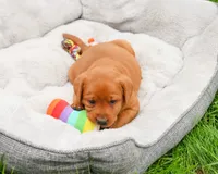 AKC Reign , a female Labrador Retriever for sale in Syracuse, IN – 5 of 7
