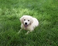 AKC Tallulah, a female English Cream Golden Retriever for sale in Syracuse, IN – 3 of 10