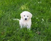AKC Birch, a male English Cream Golden Retriever for sale in Syracuse, IN – 5 of 7