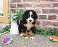 AKC Liberty, a female Bernese Mountain Dog for sale in Syracuse, IN – 2 of 6
