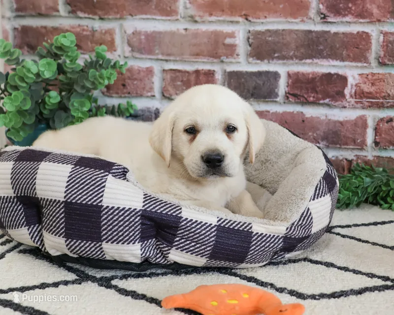 AKC Wilson  – Labrador Retriever puppy for sale in Syracuse, IN