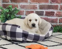 AKC Wilson , a male Labrador Retriever for sale in Syracuse, IN – 1 of 7
